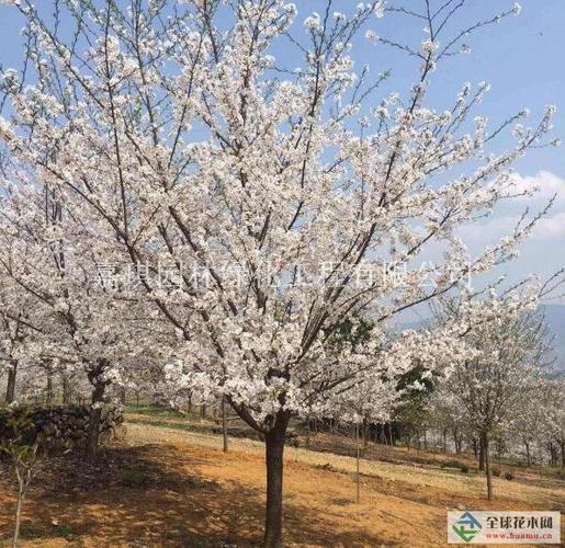樱花树的栽培技术