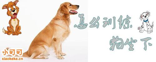 犬鉴别训练