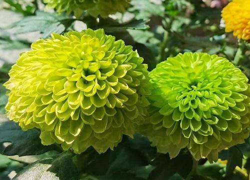 绿菊花怎么养殖方法