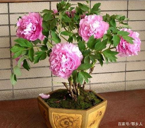盆栽芍药花的栽培技术