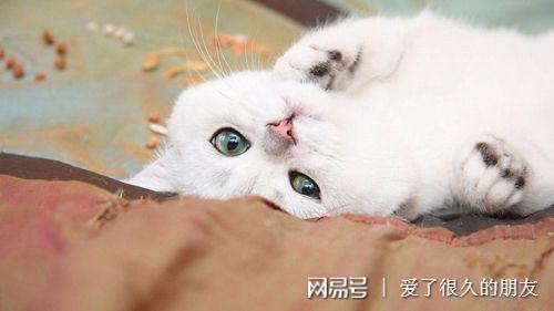 猫咪产后不吃东西流血