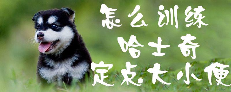 怎么训练二哈大小便