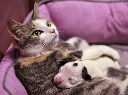 猫怀孕需要注意什么东西