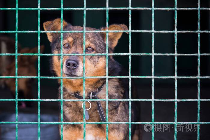 训练狗在笼子里拉屎
