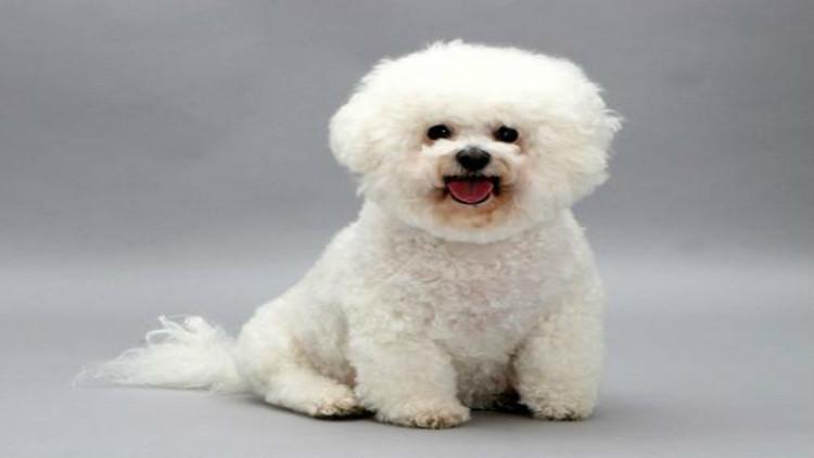 比熊犬训练方法有哪些