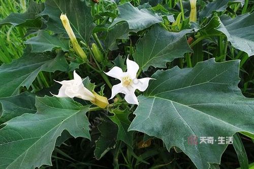 栽培洋金花有哪些办法