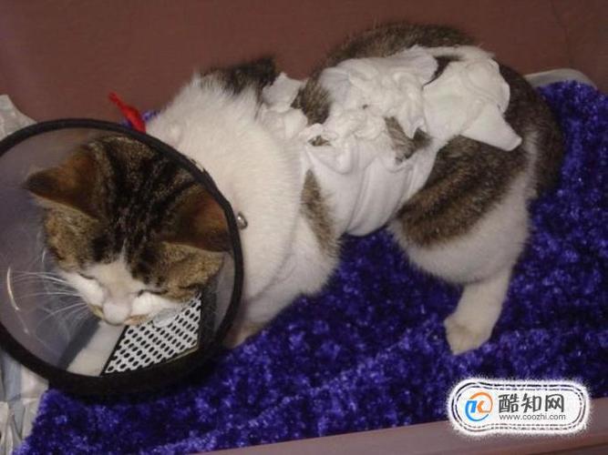 猫生病了不吃东西怎么办