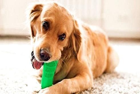 成犬还咬东西怎么办