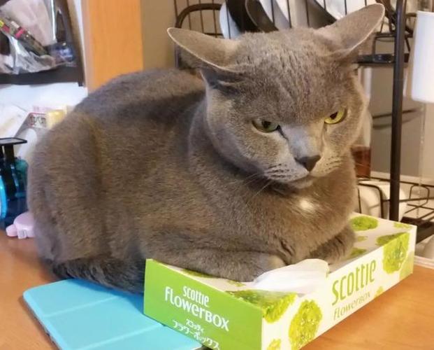 猫吃纸是缺什么东西怎么办