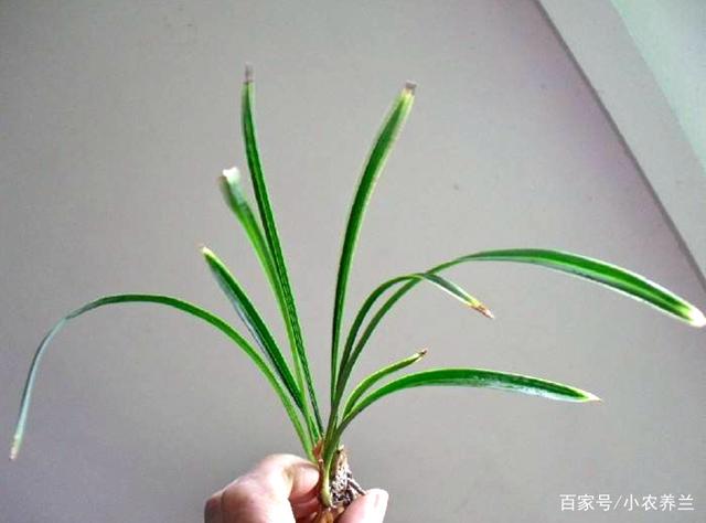 兰草移盆注意事项