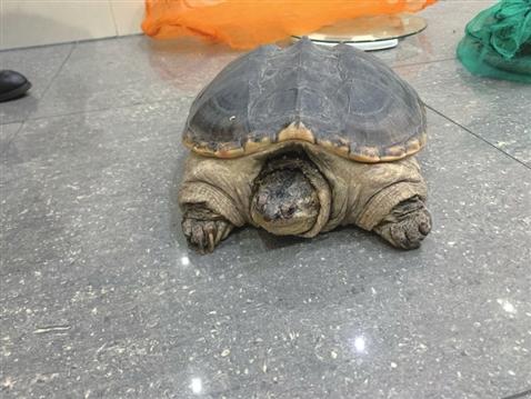 鳄龟一直不吃东西怎么办