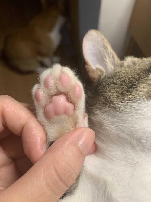 猫咪抓东西爪子裂开了