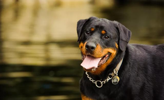 挪威那犬视频训练