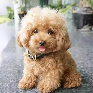 怎样训练狗坐立