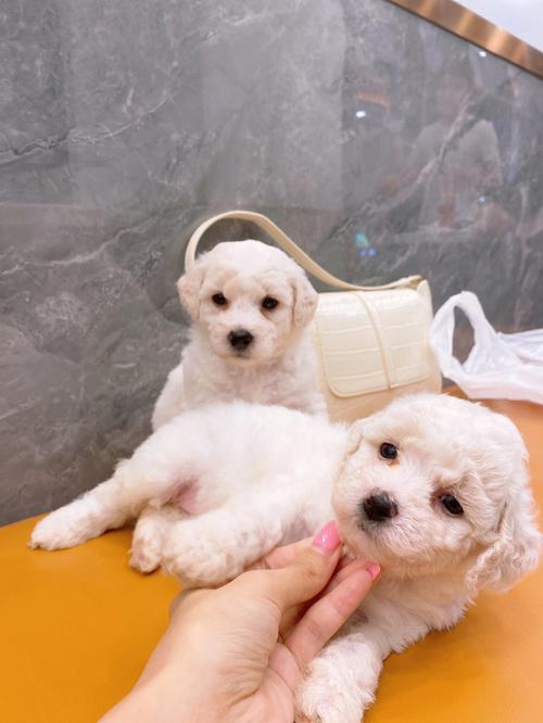 卷毛比熊幼犬幼犬如何训练