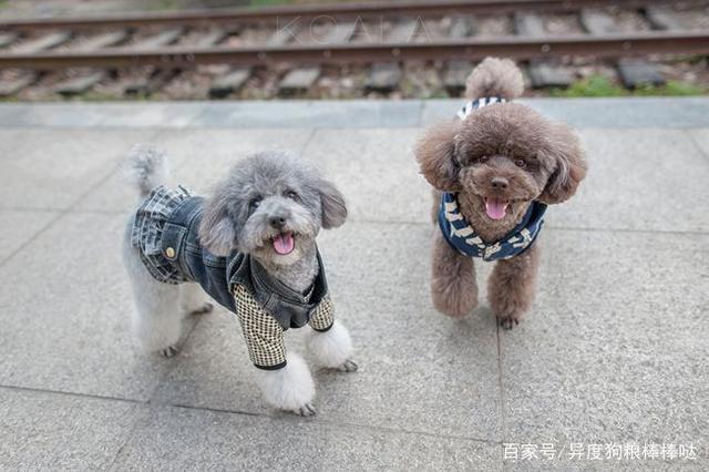 贵宾幼犬感冒不吃东西