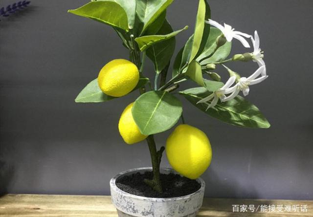 看柠檬树养殖方法