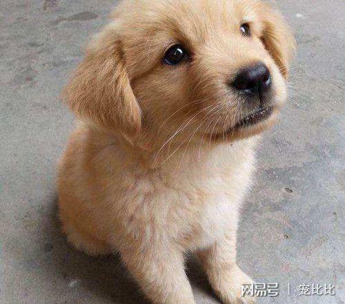 两个月金毛呕吐不吃东西怎么办