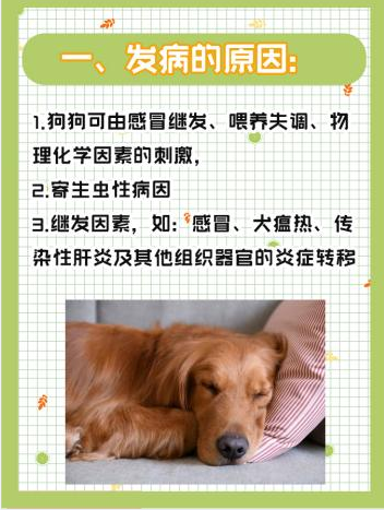 狗狗肺炎不吃东西怎么办
