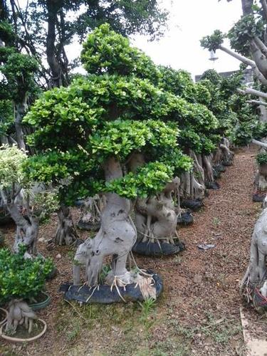 榕树盆景栽培