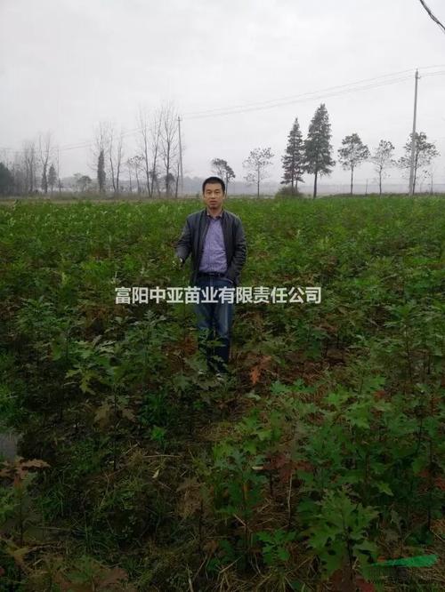 栎树栽培