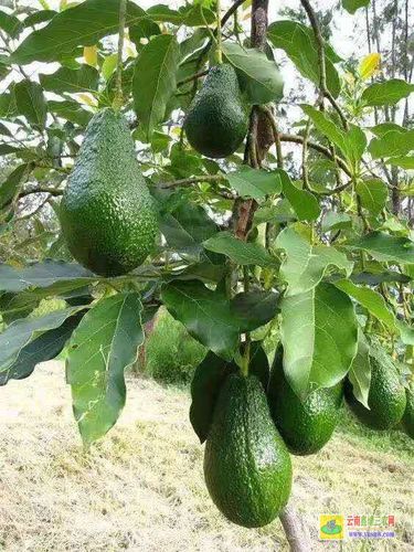 牛油果栽培技