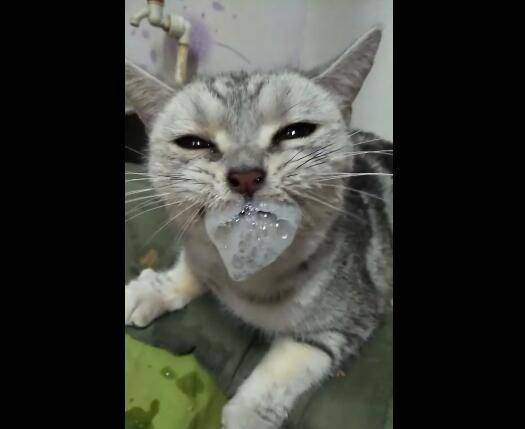 猫中毒吃不进东西
