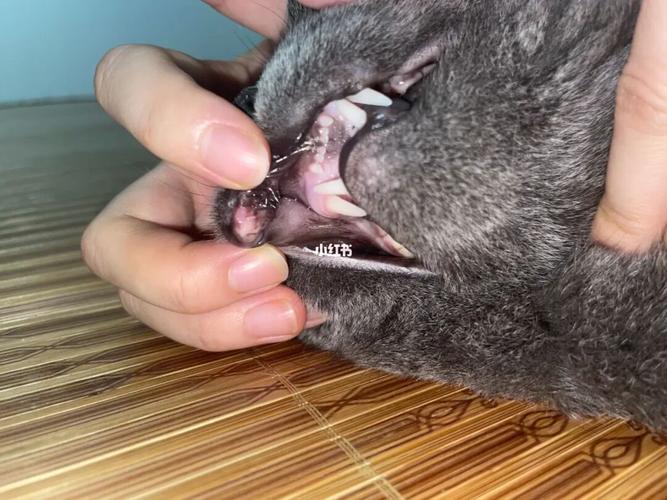 猫嘴里长了溃疡一样的东西