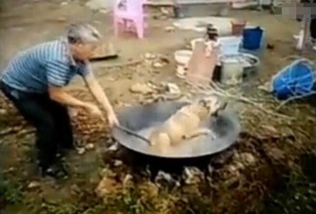 怎么煮狗吃的东西