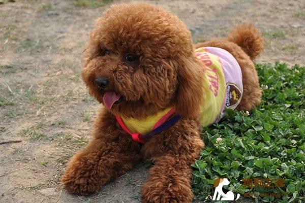 怎么让泰迪狗不咬东西怎么办