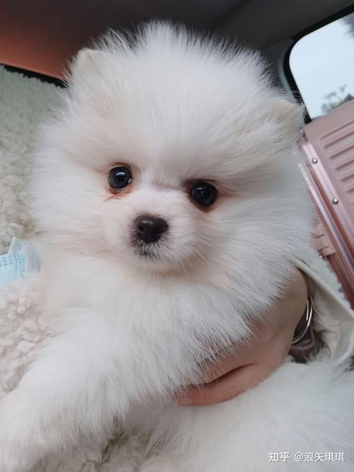博美小不怎么吃东西怎么办