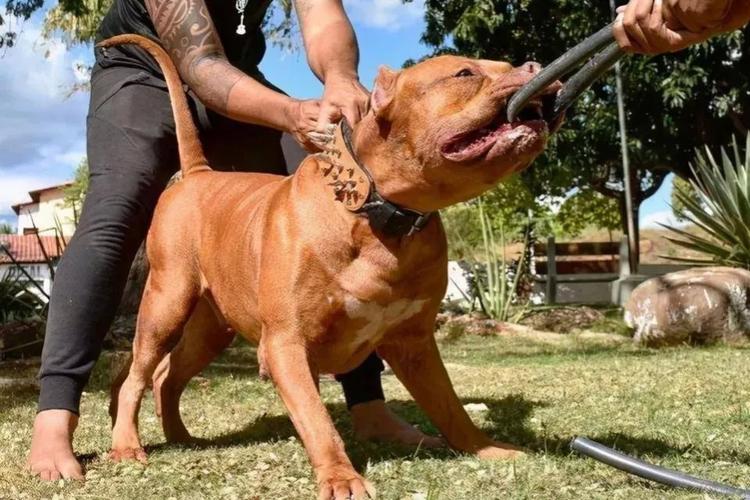 怎么训练比特犬好斗