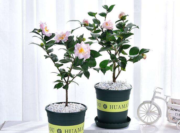山茶花养殖方法