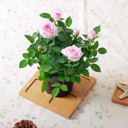 玫瑰花栽培方法