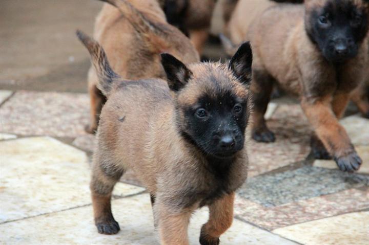 怎样训练马犬捡东西