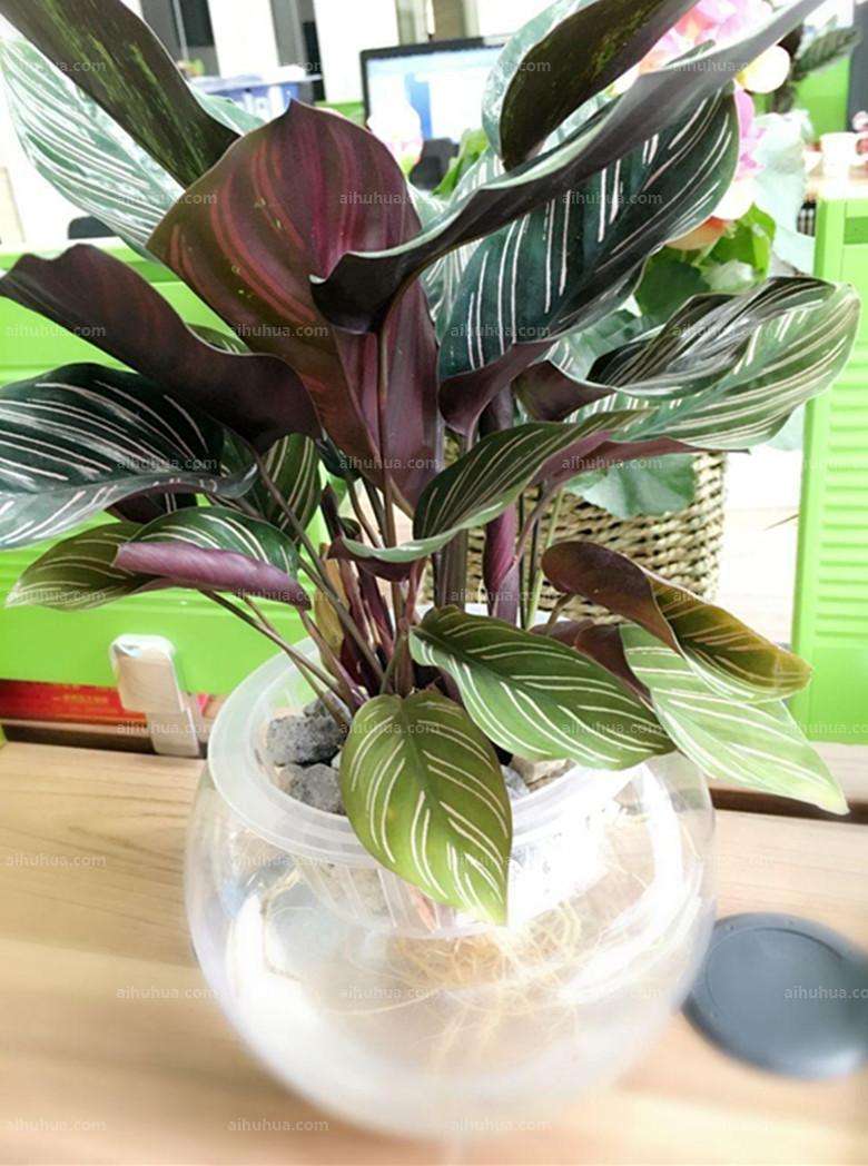 双线竹芋的养殖方法