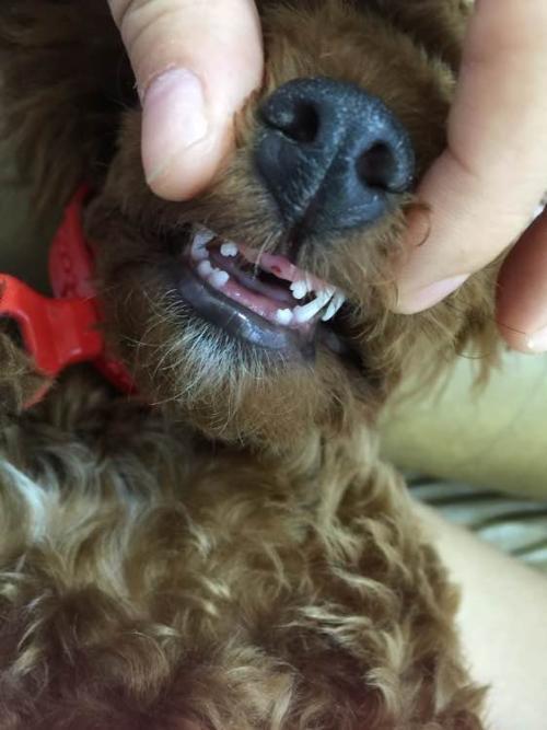 狗狗换牙齿时注意什么东西