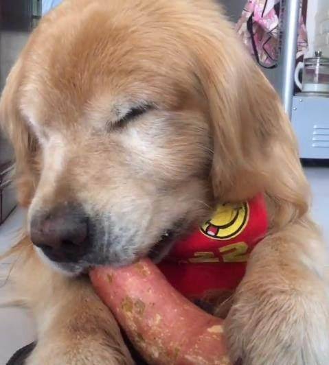 金毛犬不吃东西怎么缓解