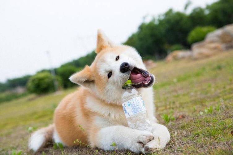 秋田犬吃东西的特点