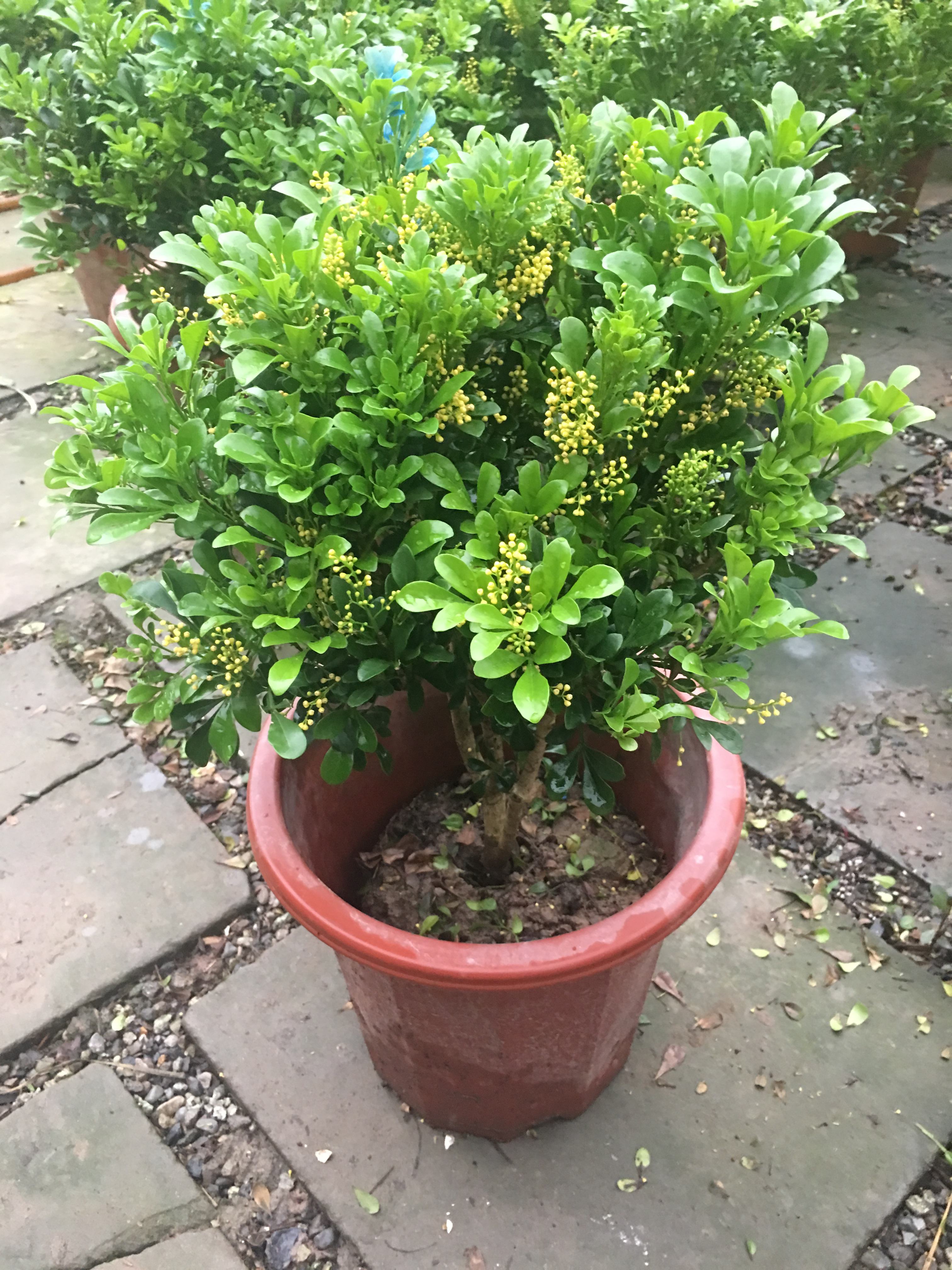 米兰种植方法