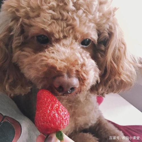 贵宾犬不肯吃东西