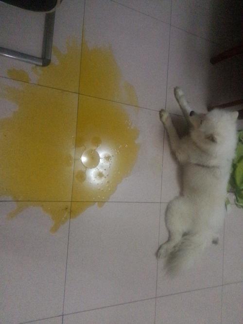 狗狗吐东西还拉不吃东西怎么办