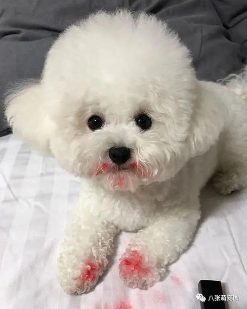 怎么训练比熊幼崽乱咬