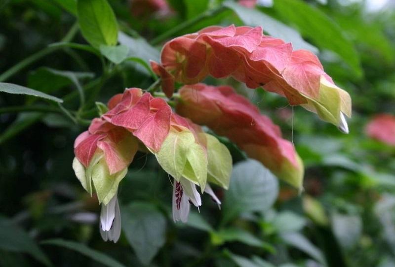 虾衣花的养殖方法