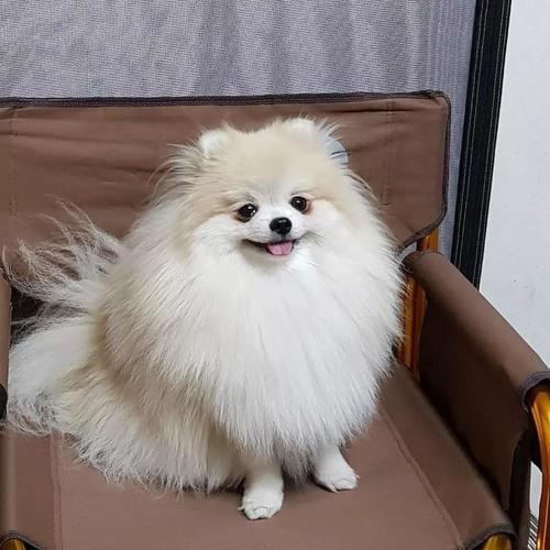 怎么训练博美大小便