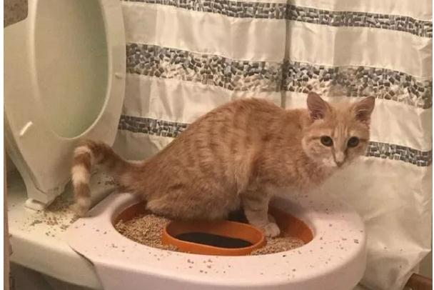 怎样训练猫的大小便