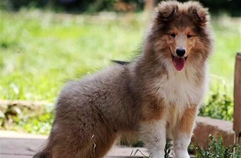苏格兰牧羊犬如何训练