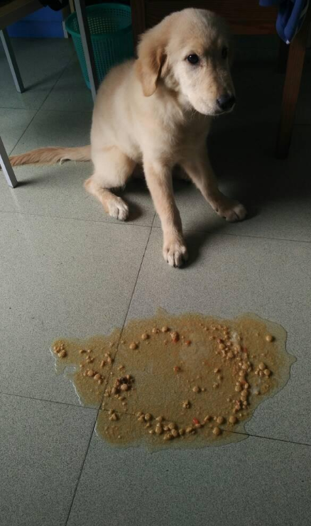 狗突然不吃东西又呕吐是什么原因
