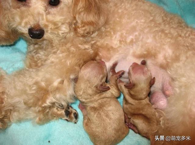 狗狗生完10天不吃东西