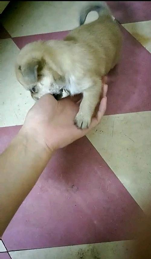 小土狗乱咬东西
